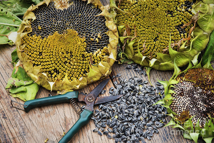 Saving Giant Sunflower Titan Seeds Photograph by Tim Gainey