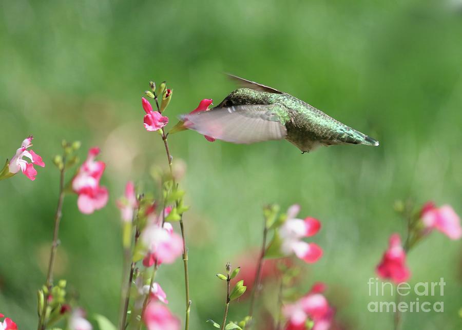 Salvia Serenity Photograph by Carol Groenen