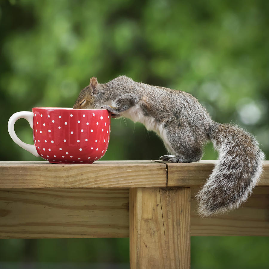 Savor the goodness in life Squirrel Square Photograph by Terry DeLuco