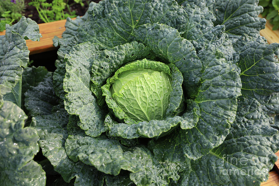 Savoy Cabbage Ready to Harvest 2297 Photograph by Jack Schultz