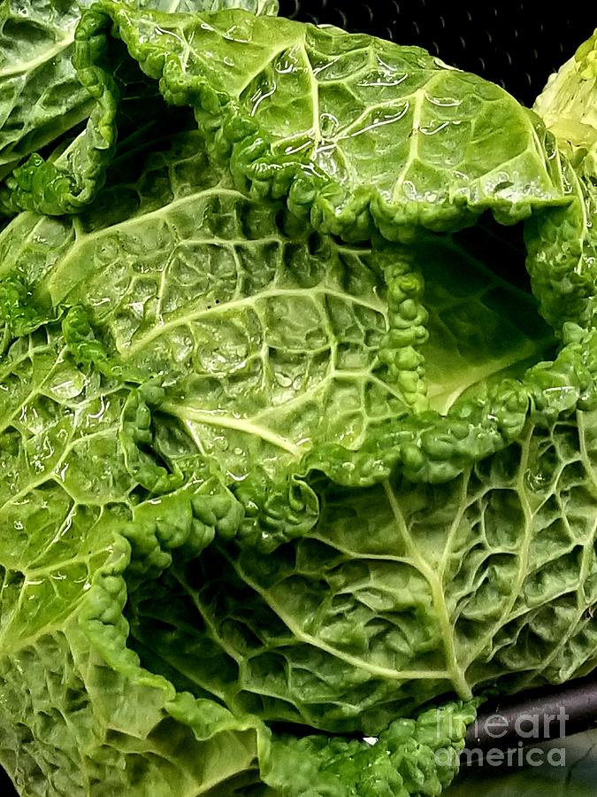 Savoy Cabbage Saves The Day Photograph