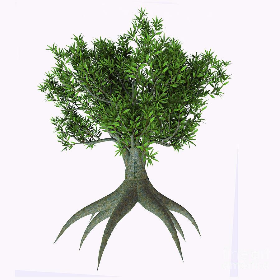 Saw Banksia Tree Digital Art by Corey Ford