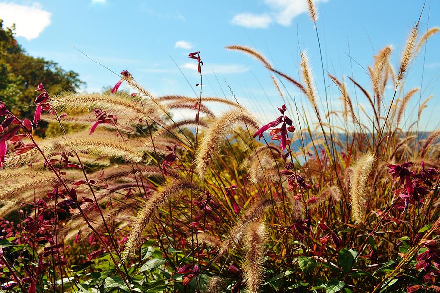 Saw Grass and Liked It Photograph by David Polakoff Fine Art America