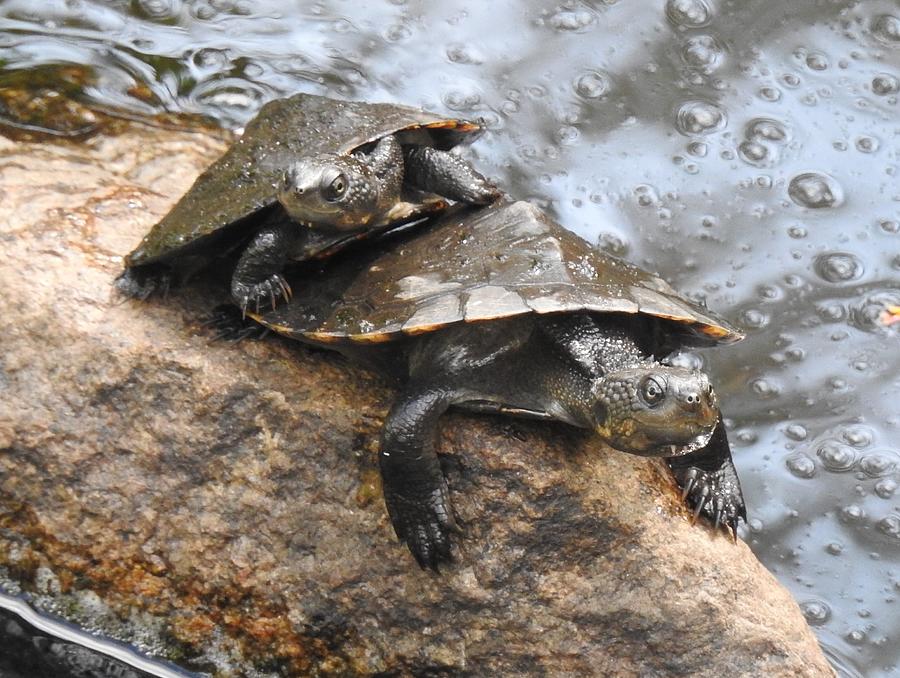 Saw-shelled turtles Photograph by Athol KLIEVE - Fine Art America