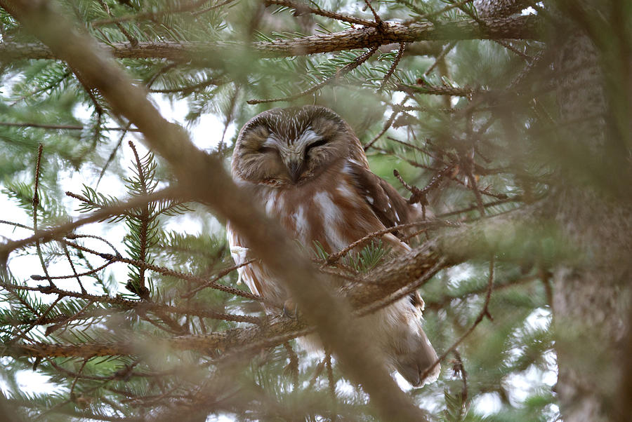 Saw Whet Owl Hidden and Sleeping Photograph by Flinn Hackett