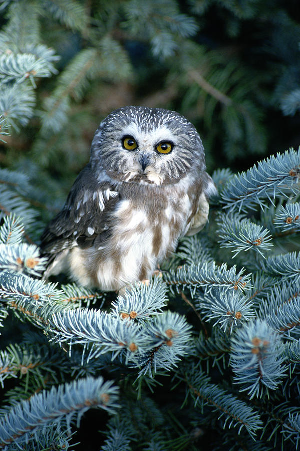 Saw Whet Owl In Evergreen Tree In Colorado Photograph by Joseph Van Os