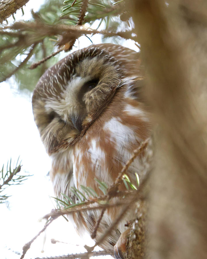 Saw Whet Owl in Pine Photograph by Flinn Hackett
