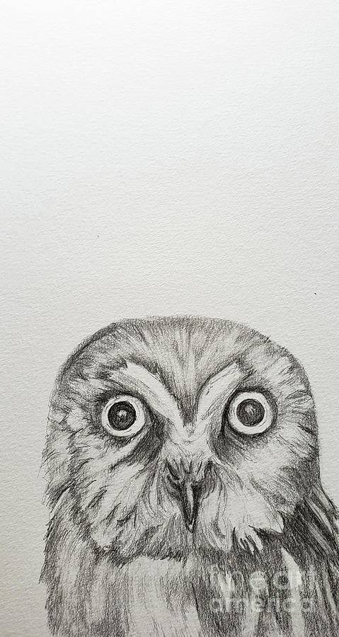 Saw Whet Owl Drawing by Mary Capriole