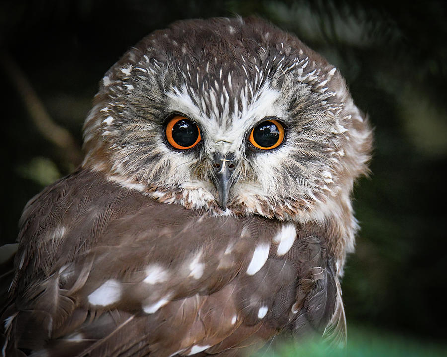 saw-whet Owl Photograph by Michelle Wittensoldner