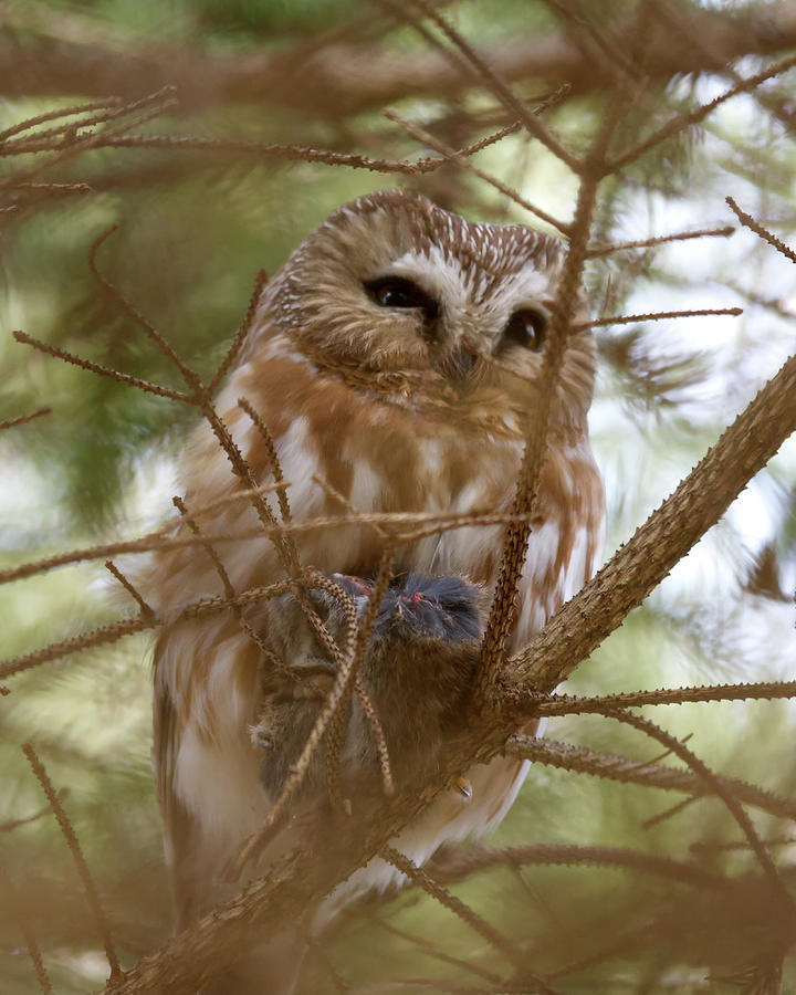 Saw-whet Owl on Watch Photograph by Flinn Hackett