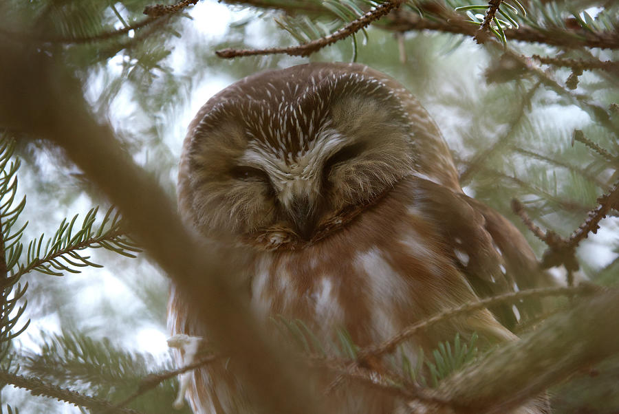 Saw Whet Owl Resting Photograph by Flinn Hackett