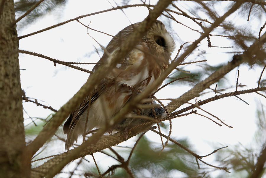 Saw Whet Owl Returns from the Hunt Photograph by Flinn Hackett