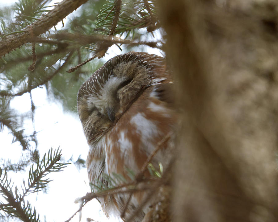 Saw-Whet Owl Sleeping Photograph by Flinn Hackett
