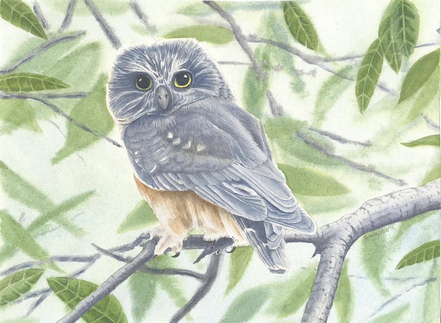 Saw Whet Owl Drawing by Timothy Livingston