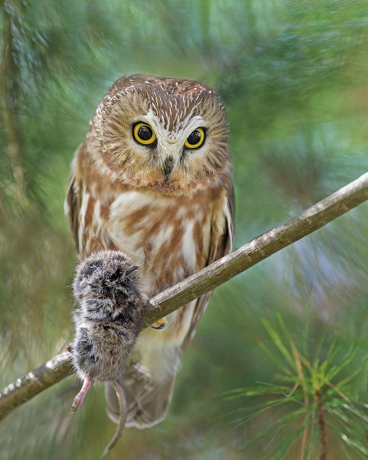 Saw-Whet Owl With Prey Photograph by CR Courson