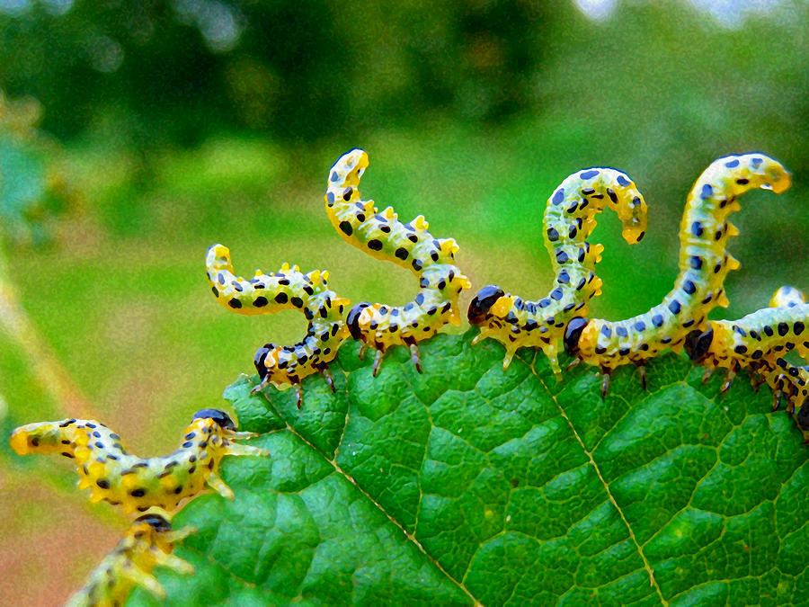 Sawfly caterpillars Photograph by Sally Crossthwaite