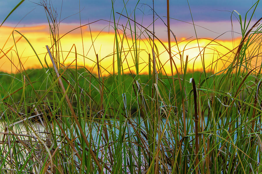 Sawgrass Sunset Photograph by Blair Damson
