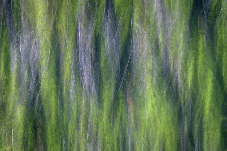 Sawtooth Forest Abstract Photograph by Kristen Wilkinson