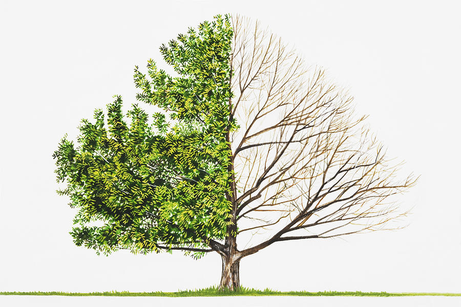 Sawtooth Oak (Quercus acutissima) Drawing by Dorling Kindersley