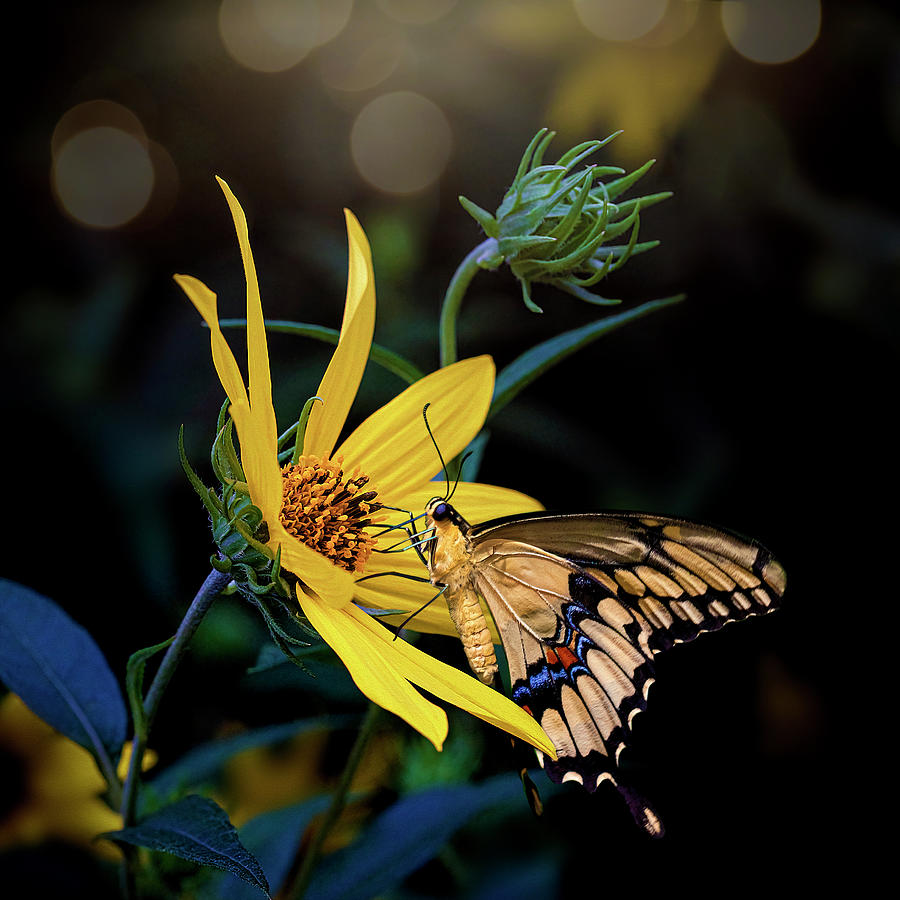 Sawtooth Sunflower and Giant Swallowtail Butterfly from Flowers and Butterflies Collection Photograph by Lily Malor