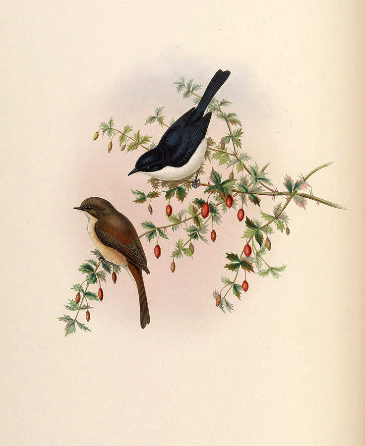 Saxicola jerdoni Drawing by John Gould and Henry Constantine Richter