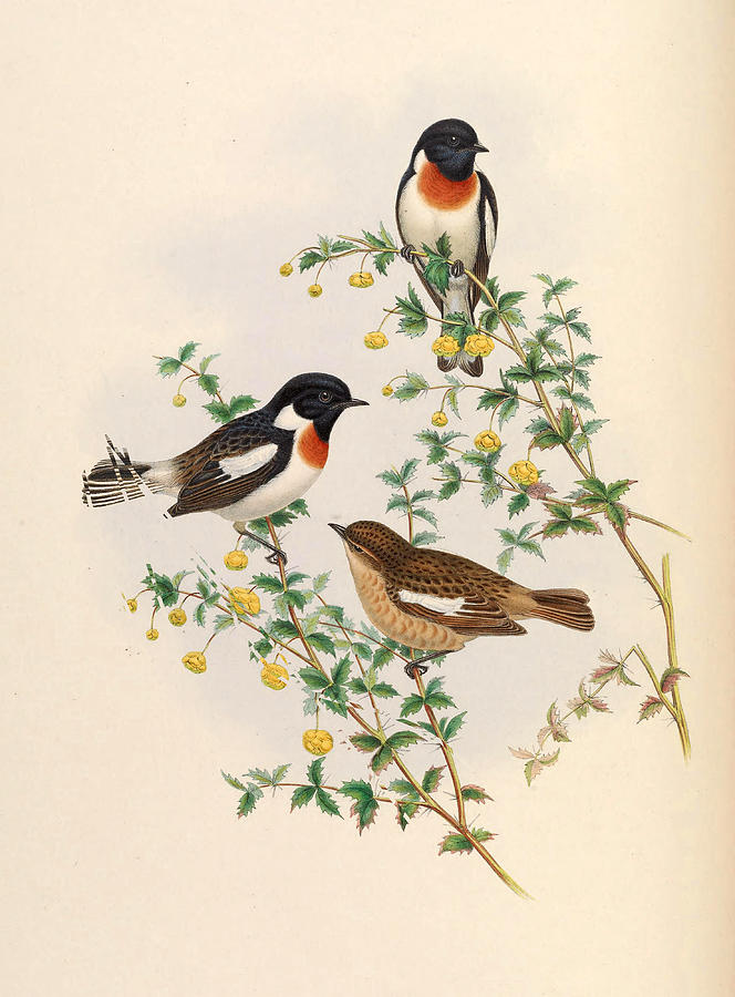 Saxicola leucurus Drawing by John Gould and Henry Constantine Richter