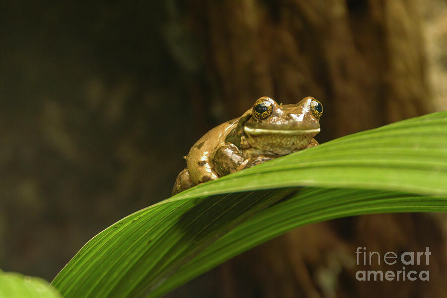 Frog Photograph - Say Cheese by Bob Phillips