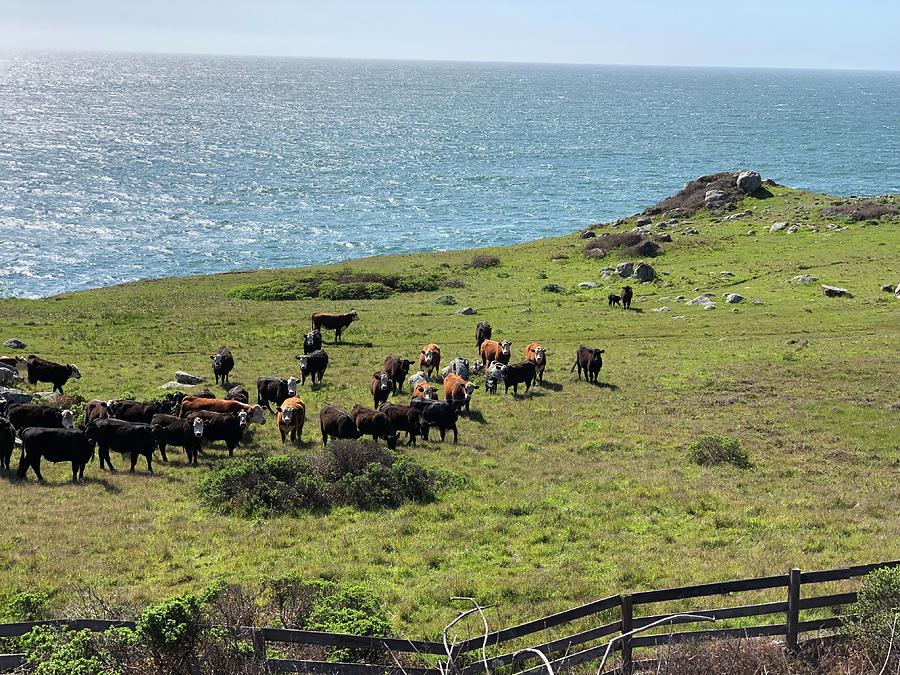 California Coast Ranch USA Photograph by Curtis Boggs - Fine Art America