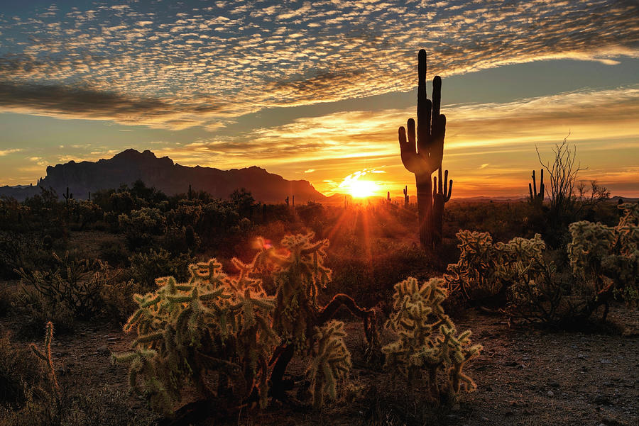Say Good Morning Arizona Photograph by Saija Lehtonen - Fine Art America