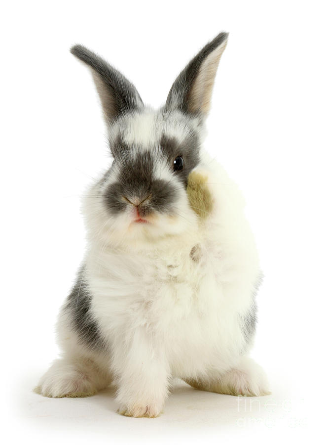 Say Hello to Some Bunny Photograph by Warren Photographic