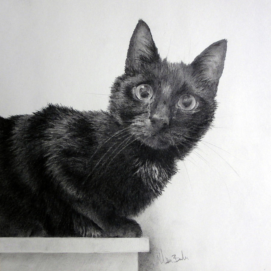 Say What? Drawing By Melissa Barbee - Fine Art America