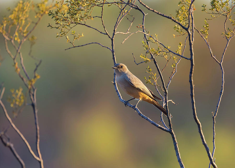 Flycatcher Photograph - Says Phoebe Flycatcher by Rosemary Woods Images