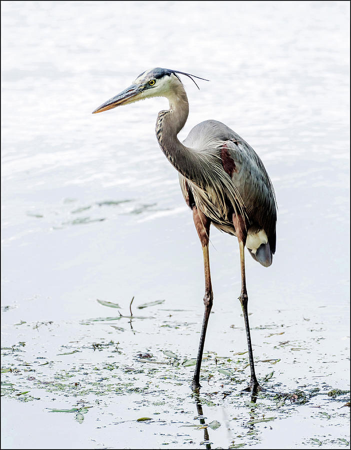 SB-5 great blue heron Photograph by John Radosevich - Fine Art America