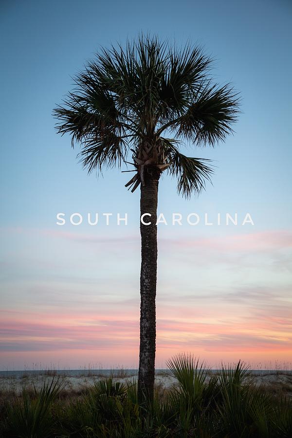 SC Palmetto Tree at Sunset Photograph by Cindy Robinson