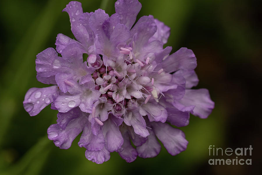 Scabiosa Africana Photograph by Eva Lechner