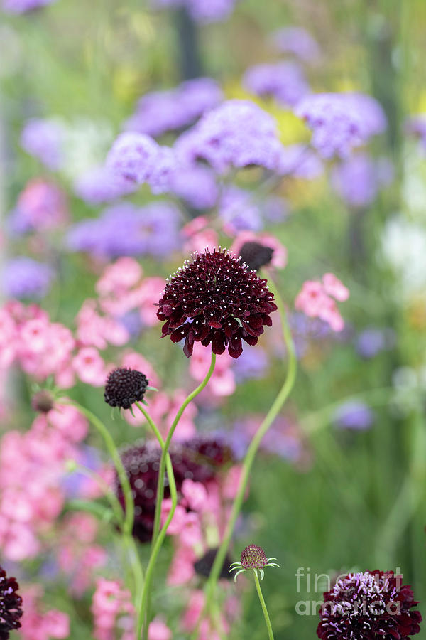 Scabiosa Atropurpurea Purple Flower in an English Garden  Photograph by Tim Gainey