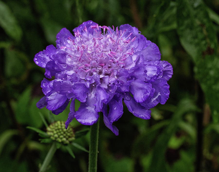 Scabious Flower Photograph by Jeff Townsend