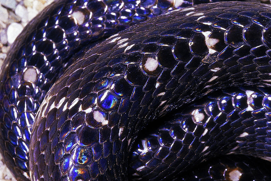 Scale Detail Krait Bungarus,snake Photograph By Ashok Captain