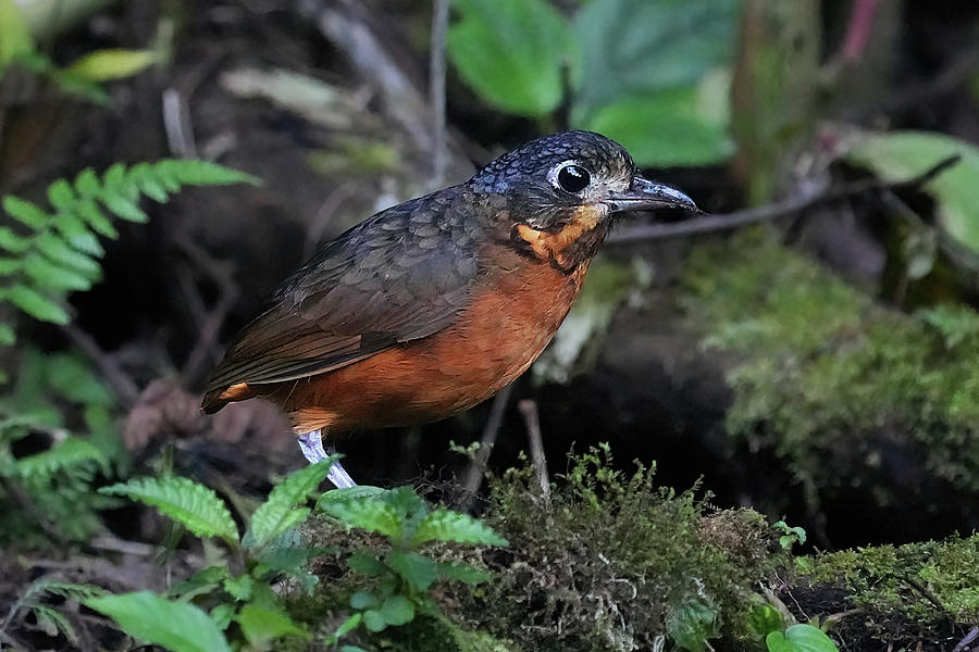 Scaled Antpitta Photograph by Alan Lenk