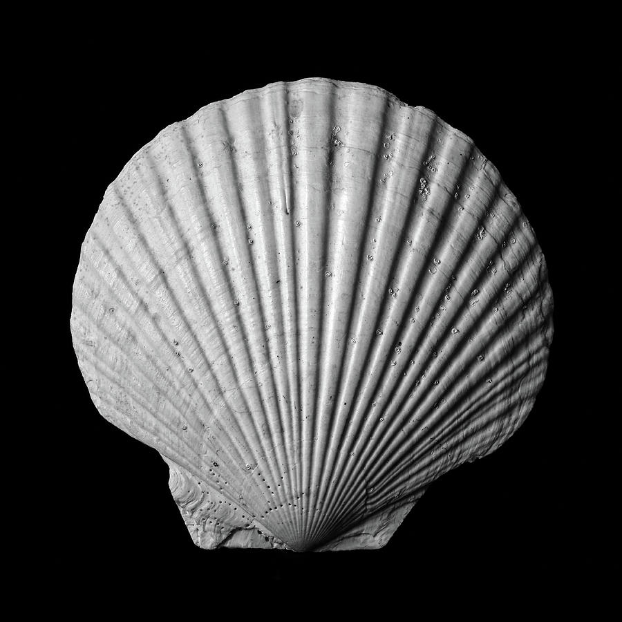 Scallop  Seashell Photograph by Jim Hughes