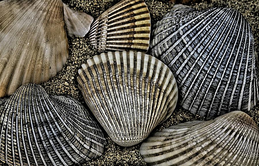 Scallop Seashells On The Beach Photograph