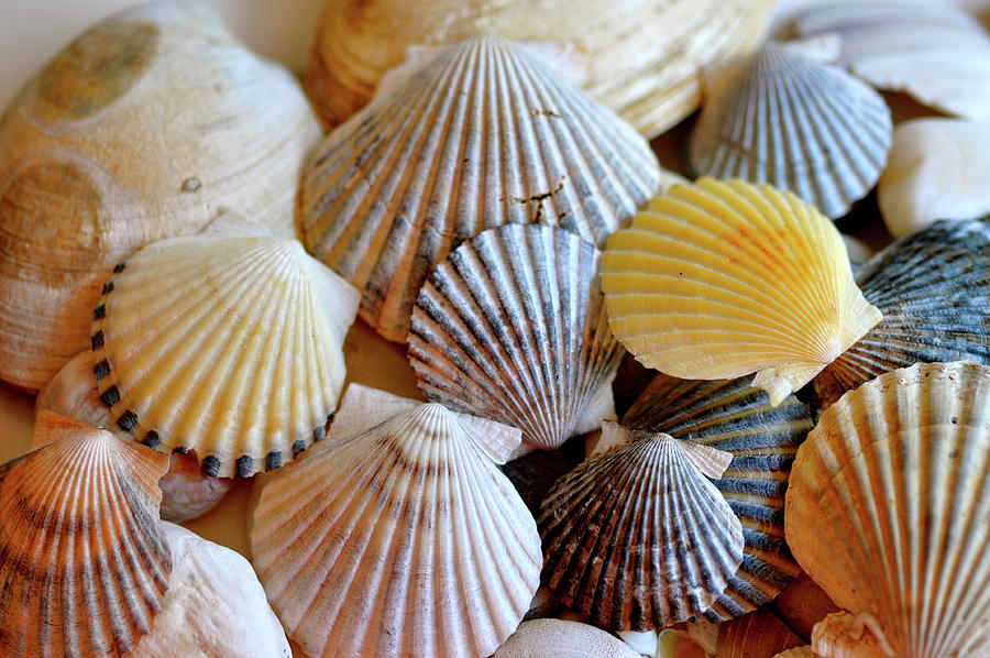 Scallop Seashells Photograph by Sue Morris