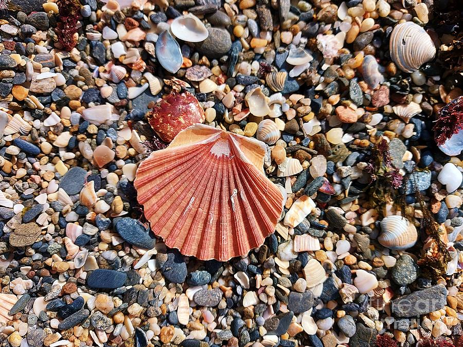 Scallop shell on the beach in Benalmadena Photograph by Chani Demuijlder