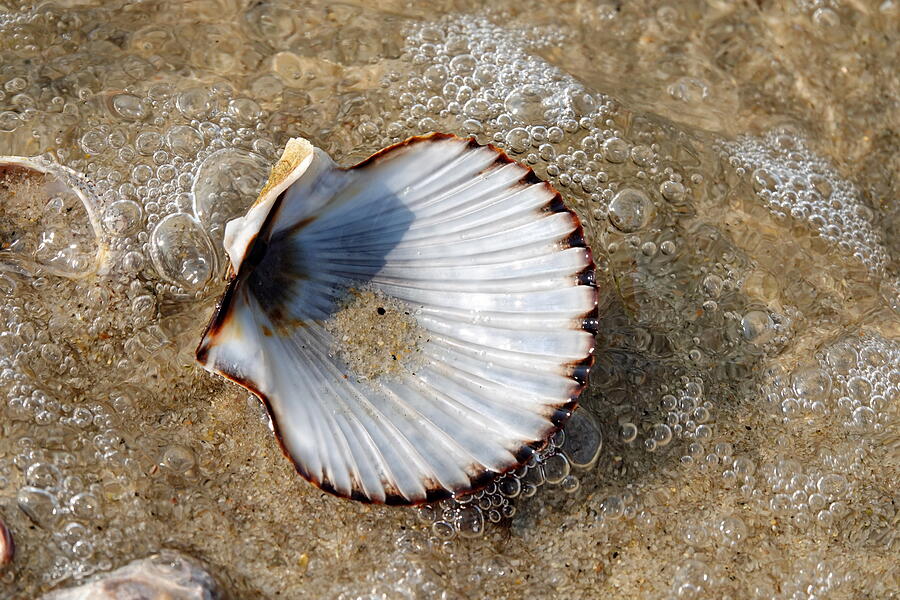 Scallop Shell on the Beach Photograph by Lyuba Filatova