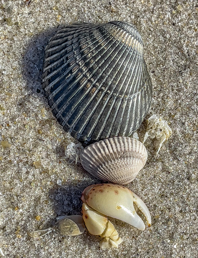 Scallop shells and crab claw Photograph by Cate Franklyn