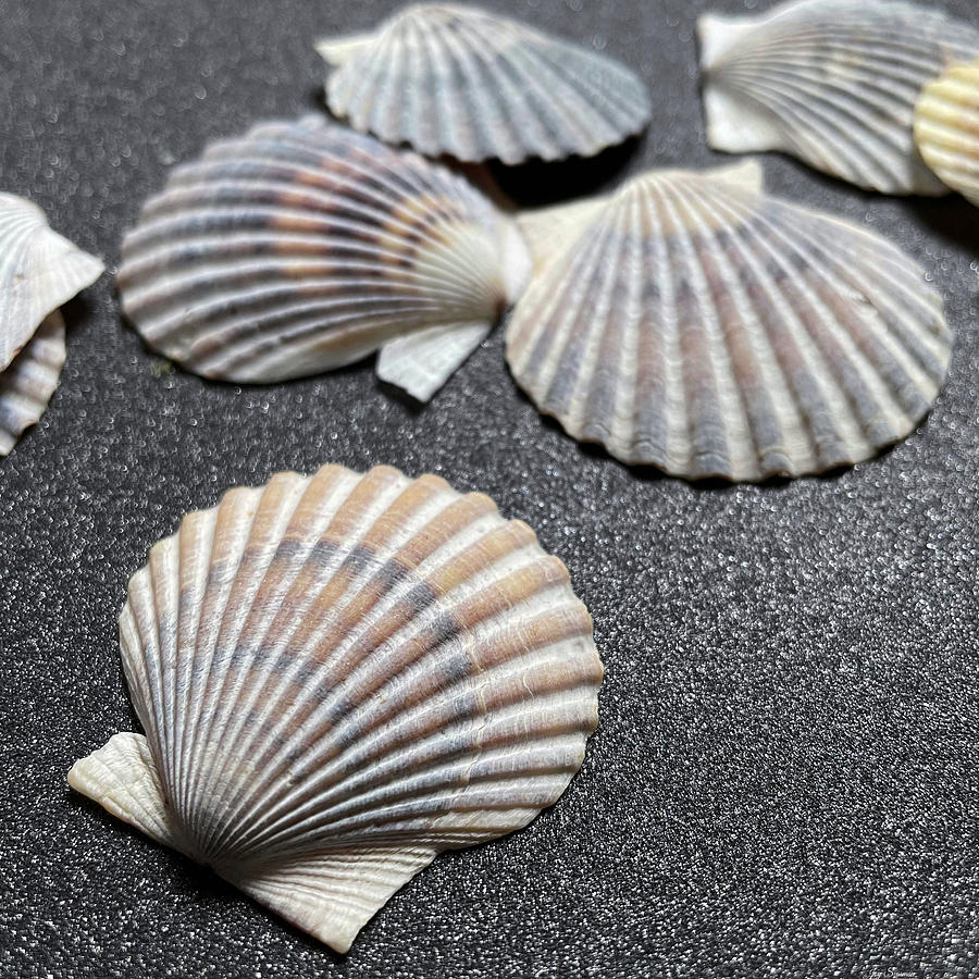 Scallop Shells on Sand Photograph by Joy Sussman - Fine Art America