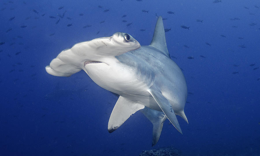 Scalloped hammerhead Photograph by By Wildestanimal