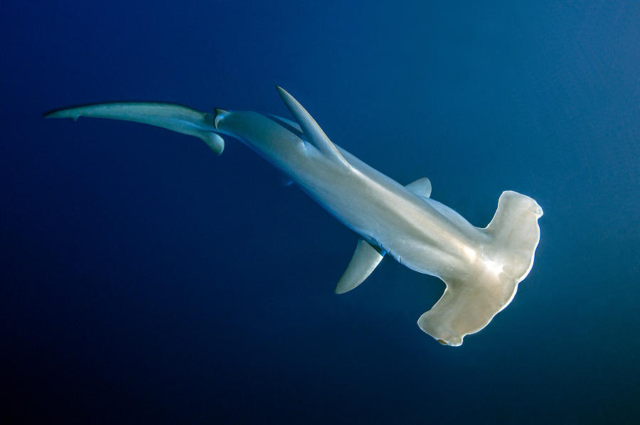 Scalloped Hammerhead Shark Photograph by Gerard Soury