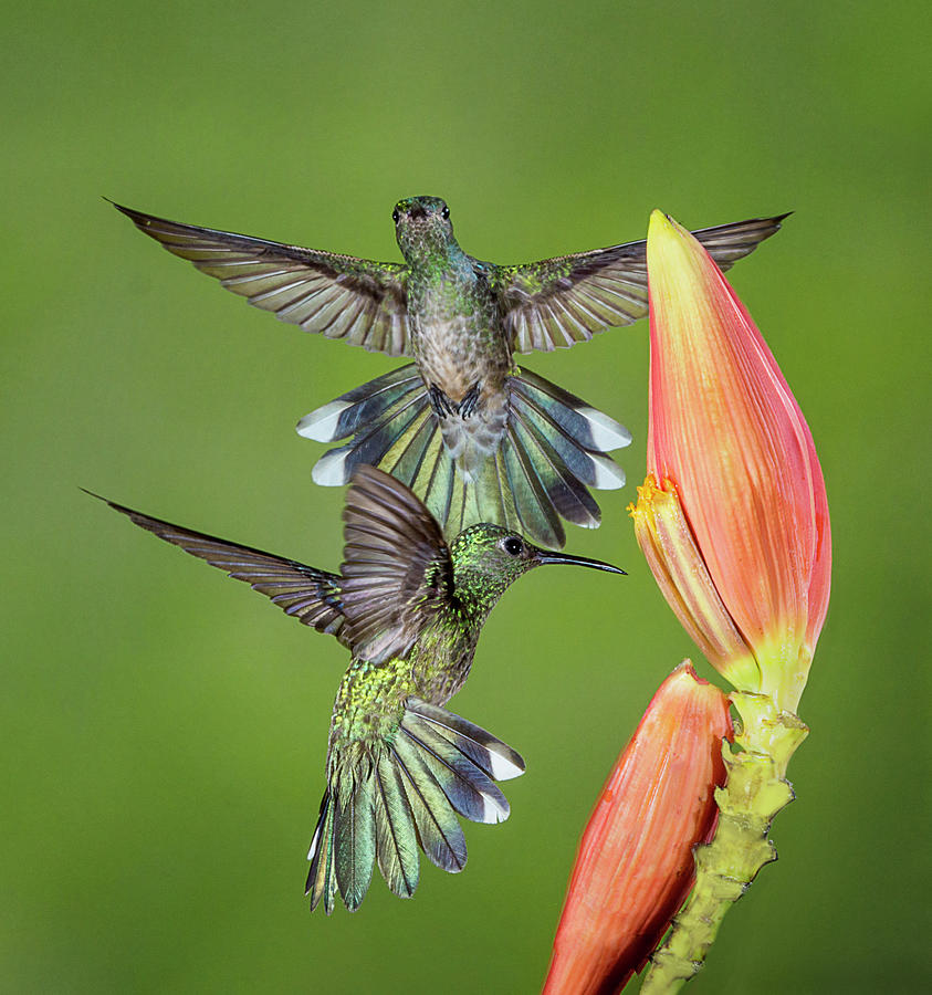 Scaly-breasted Hummingbirds Photograph by Denise Saldana