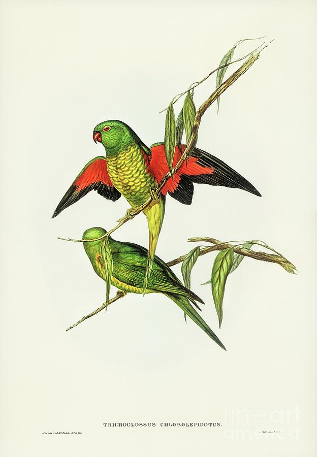 Nature Painting - Scaly-breasted Lorikeet  Trichoglossus chlorolepidotus illustrated by Elizabeth Gould  1804 1841   f by Shop Ability